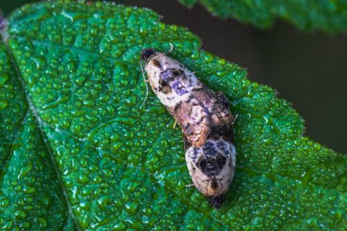 Réf. 334 866 : Acleris variegana